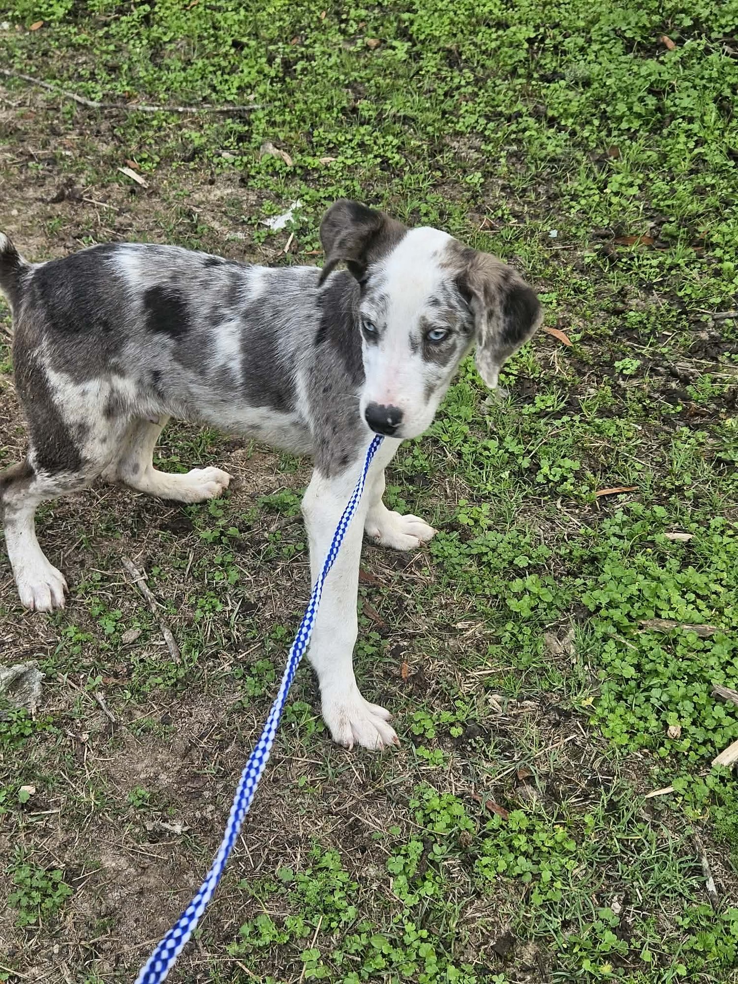 Bellpepper Pizza *LOCAL* - Photo 17