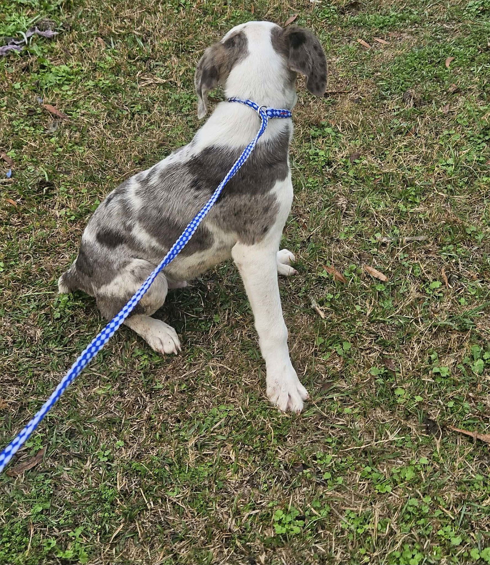 Bellpepper Pizza *LOCAL* - Photo 18