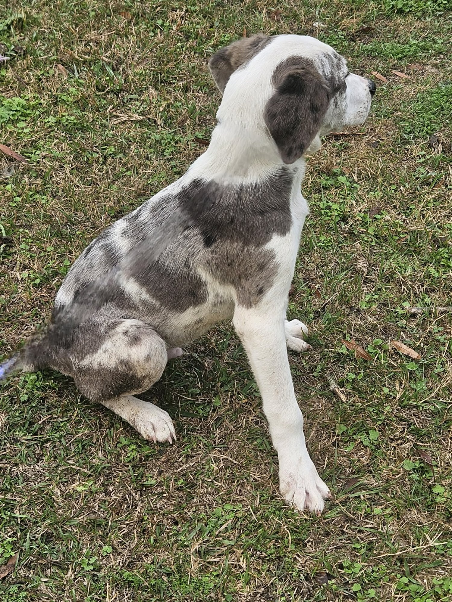 Bellpepper Pizza *LOCAL* - Photo 19