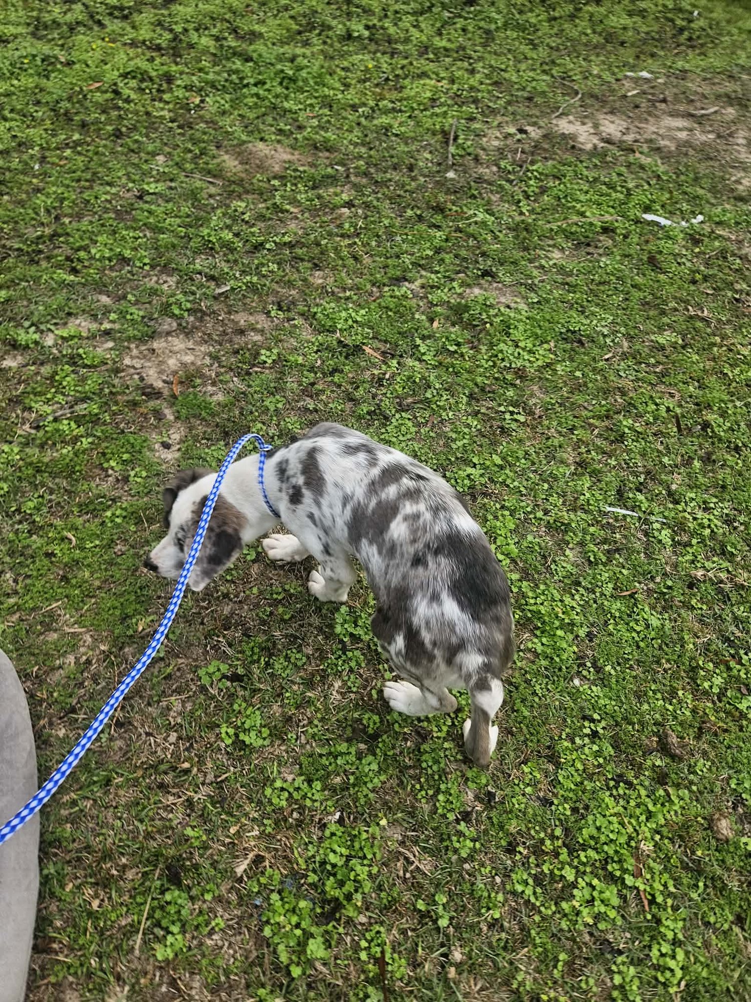 Bellpepper Pizza *LOCAL* - Photo 20