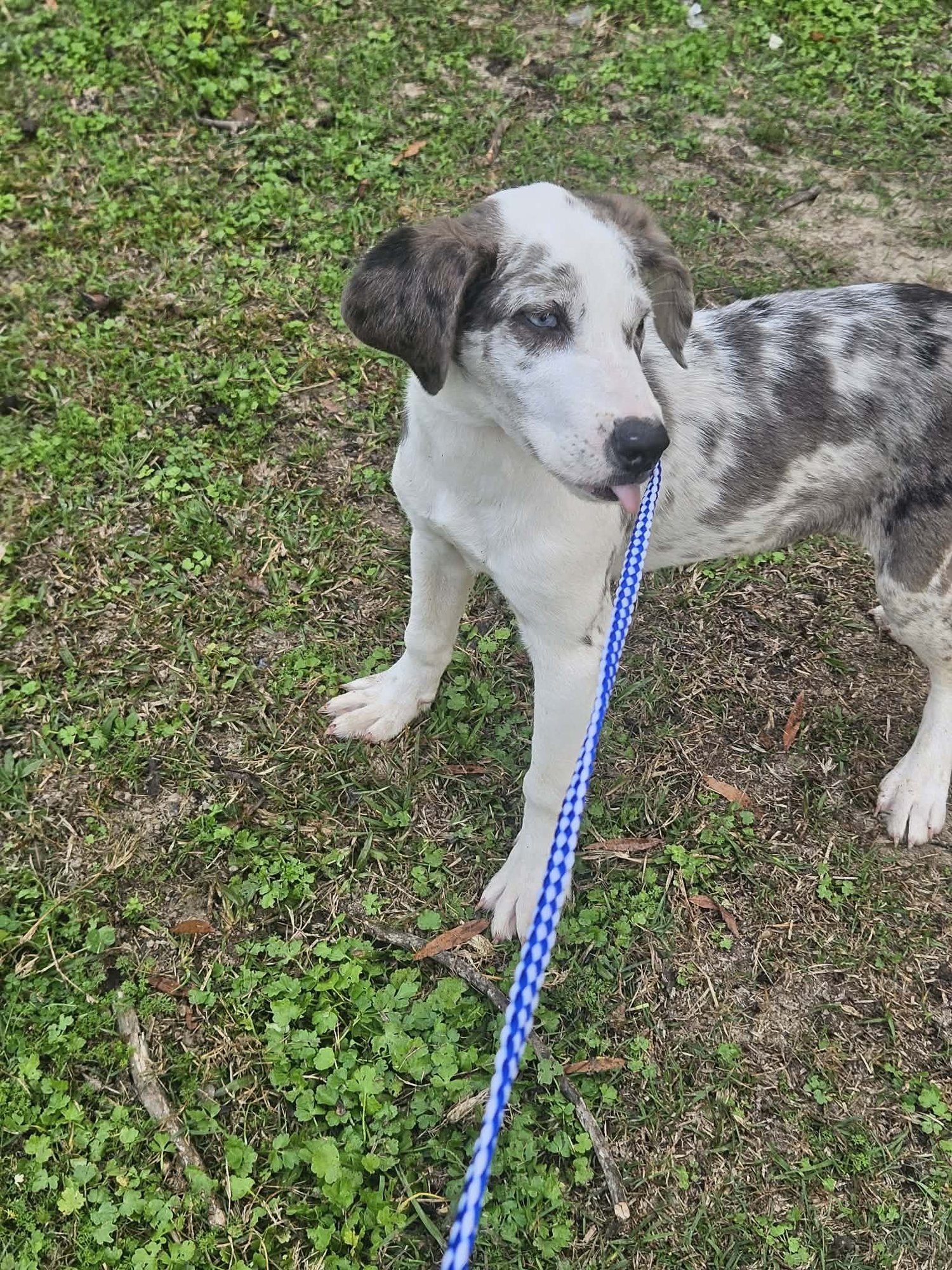 Bellpepper Pizza *LOCAL* - Photo 3