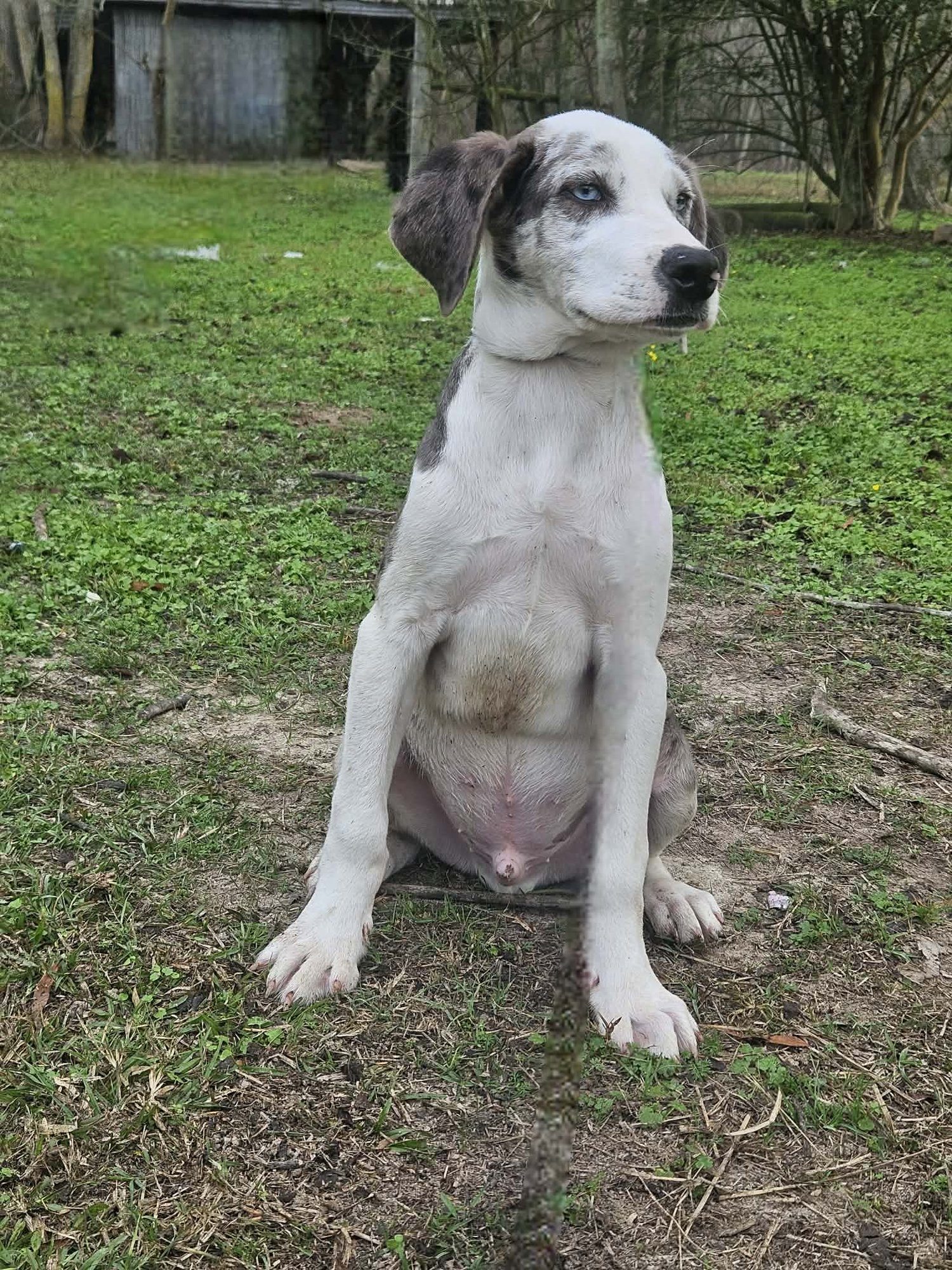 Bellpepper Pizza *LOCAL* - Photo 4