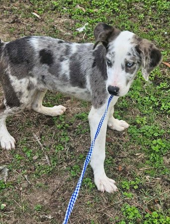 Bellpepper Pizza *LOCAL* - Photo 5