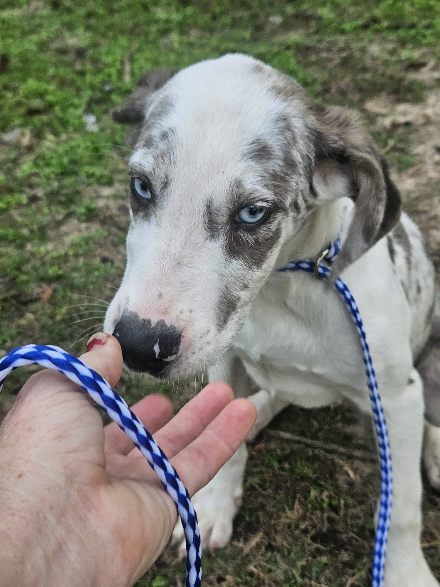 Bellpepper Pizza *LOCAL* - Photo 7