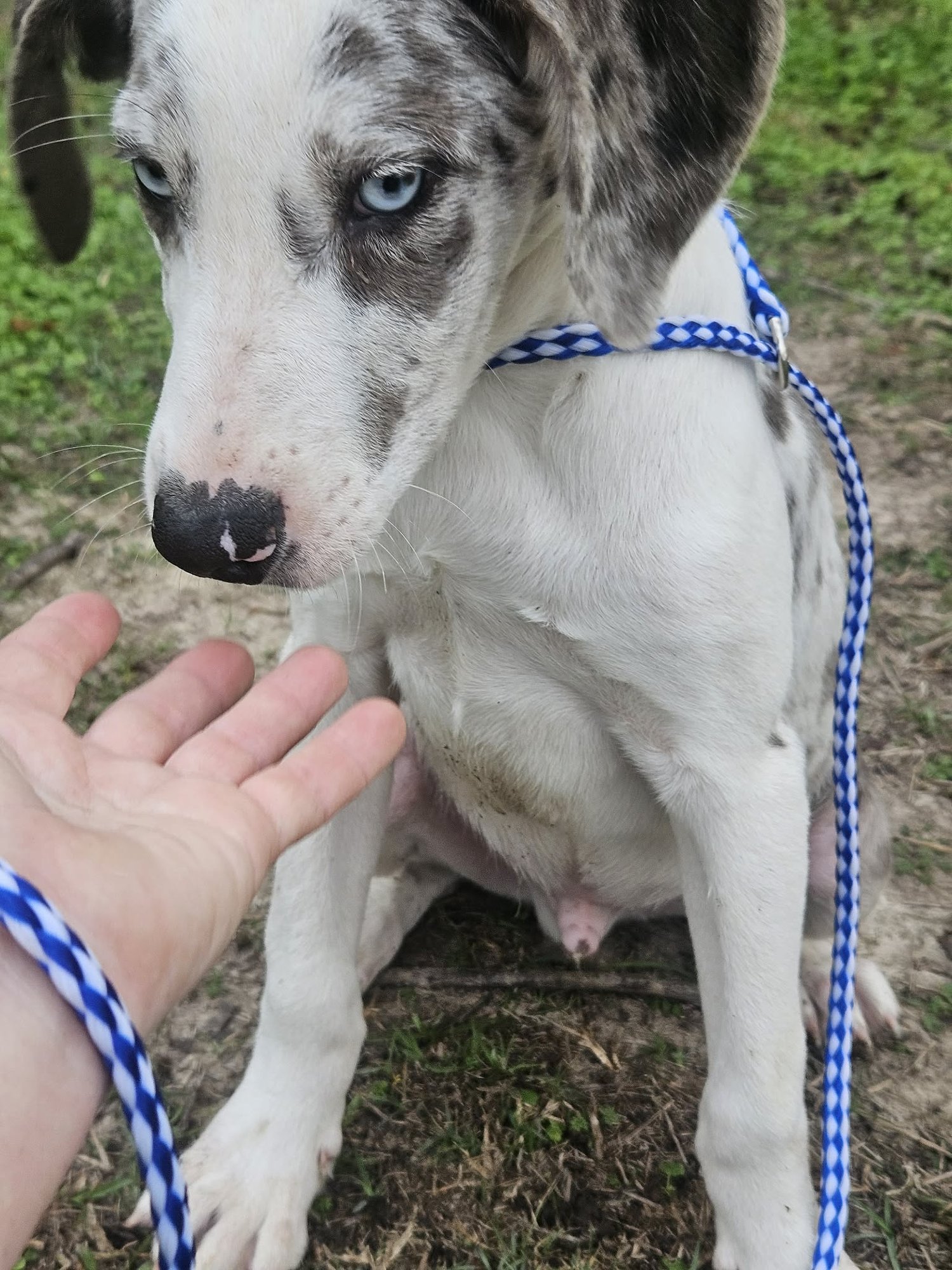 Bellpepper Pizza *LOCAL* - Photo 8