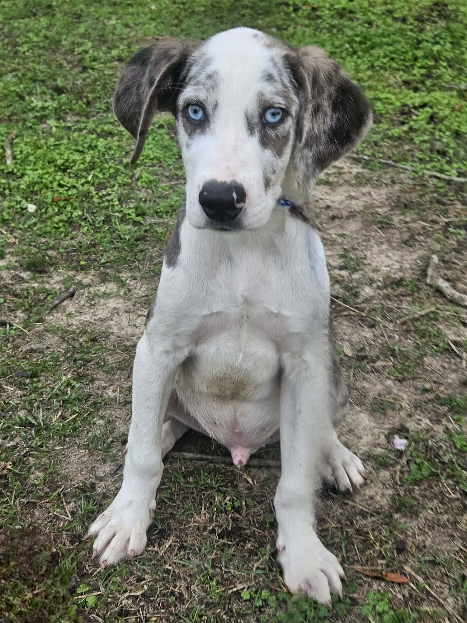 Bellpepper Pizza *LOCAL* - Photo 9