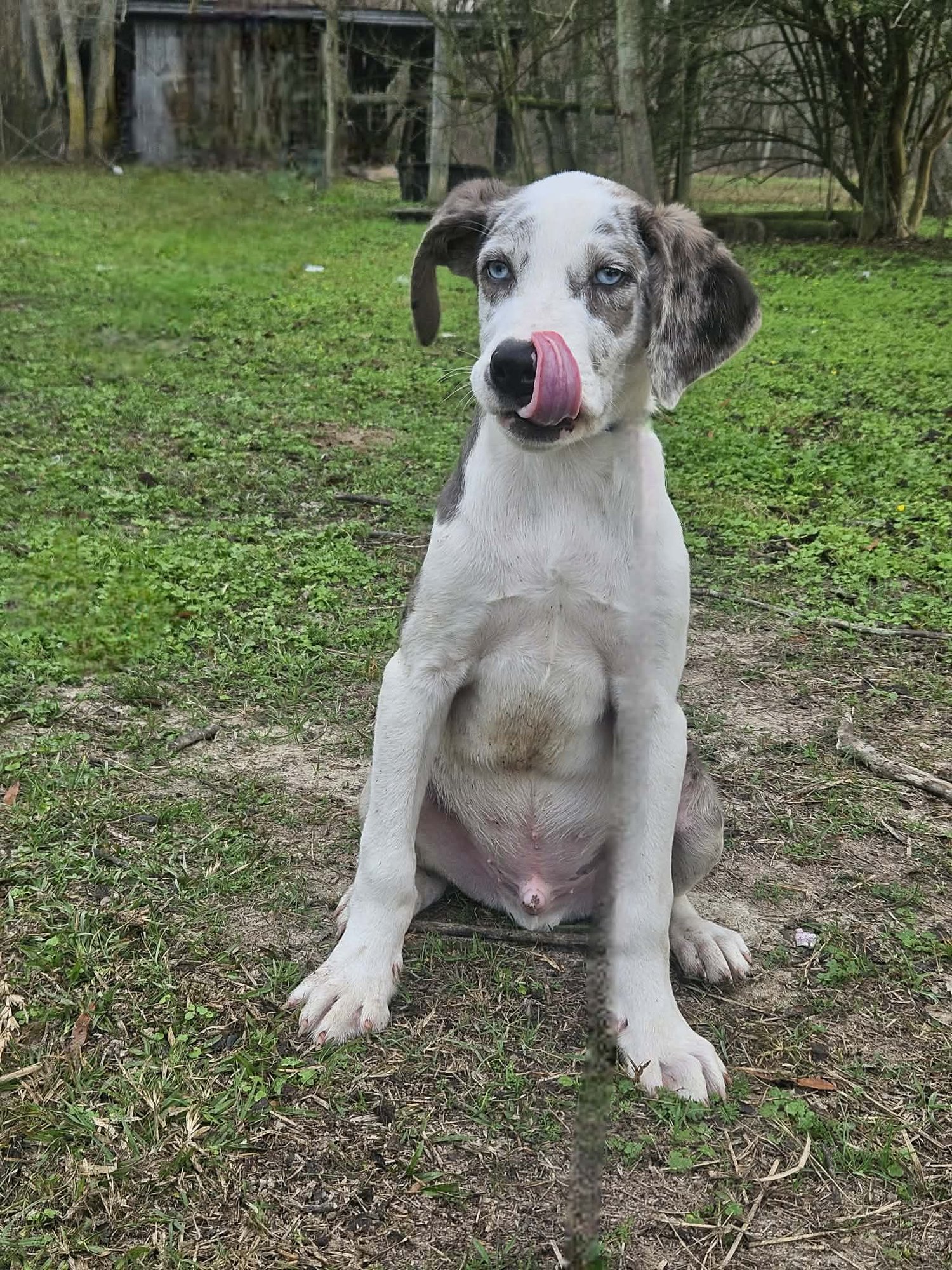 Bellpepper Pizza *LOCAL* - Photo 10