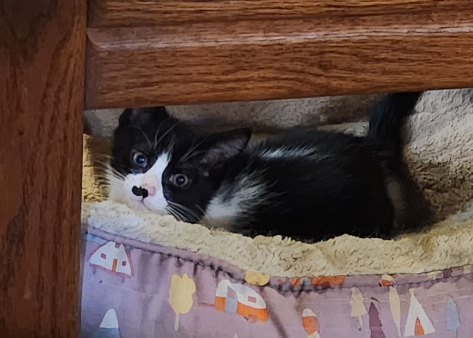 CHICADEE - Domestic Short Hair available for adoption