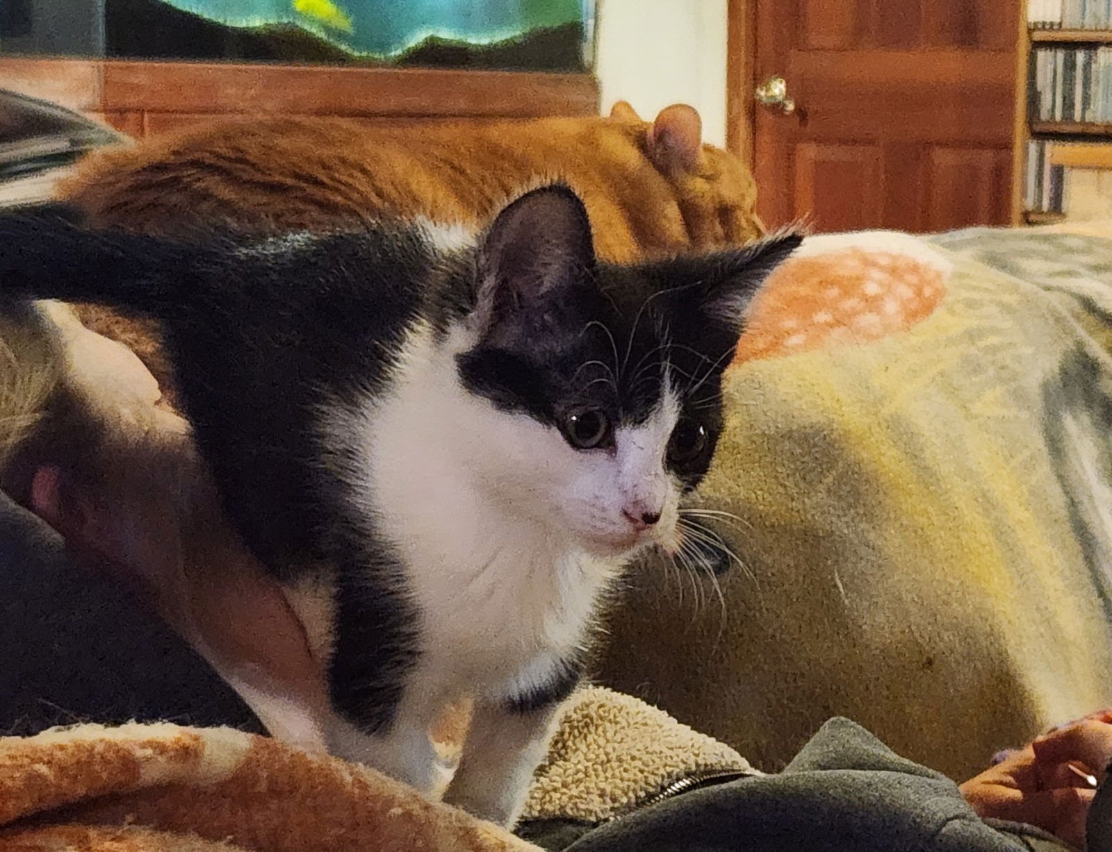 MAGPIE - Domestic Short Hair available for adoption