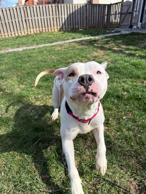 IVY - Pit Bull Terrier available for adoption