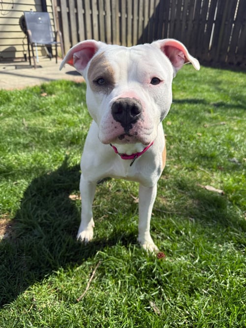 IVY - Pit Bull Terrier available for adoption