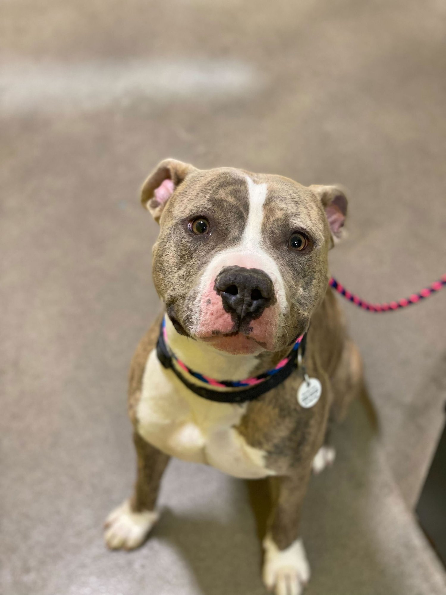 RONNIE - American Pit Bull Terrier available for adoption