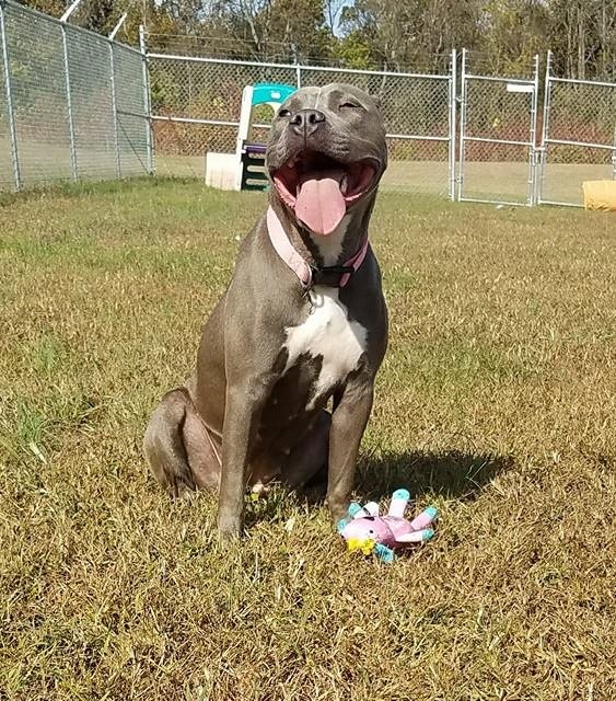 FAITH - American Pit Bull Terrier available for adoption