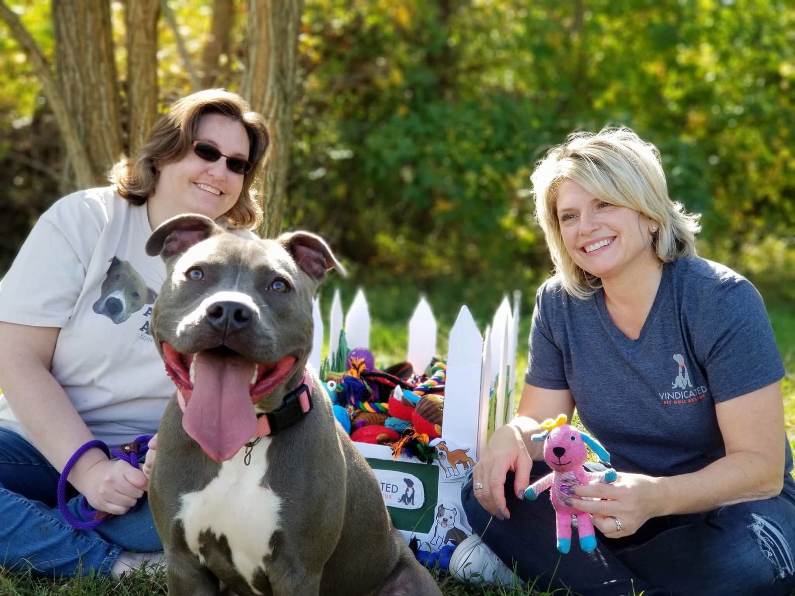 FAITH - American Pit Bull Terrier available for adoption