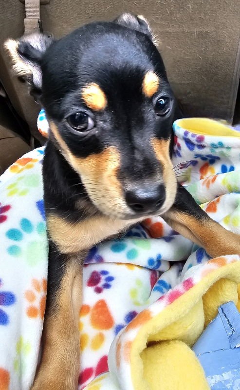 JAKE - Jack Russell Terrier / Chihuahua available for adoption