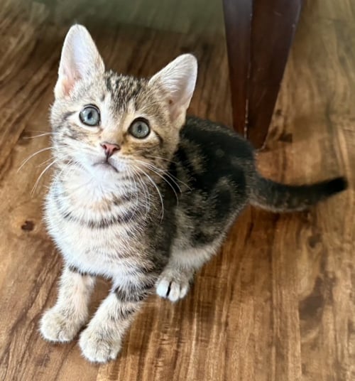 JADE - Tabby for adoption in Bellevue