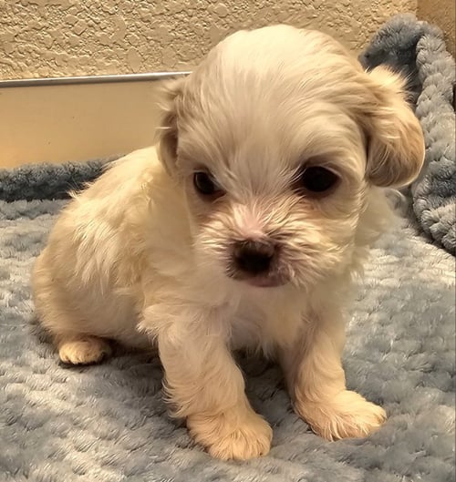 EMERSON - Shih Tzu / Maltese available for adoption