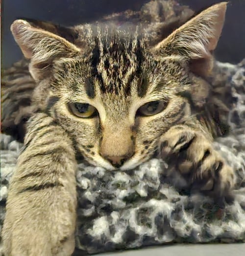 MARA - Tabby available for adoption