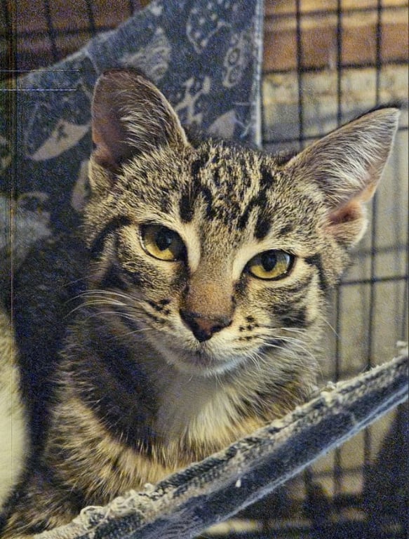 Mara Image