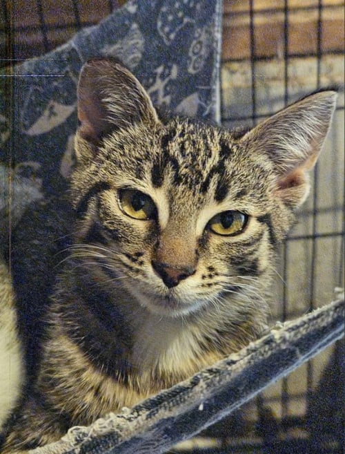 MARA - Tabby for adoption in Federal Way