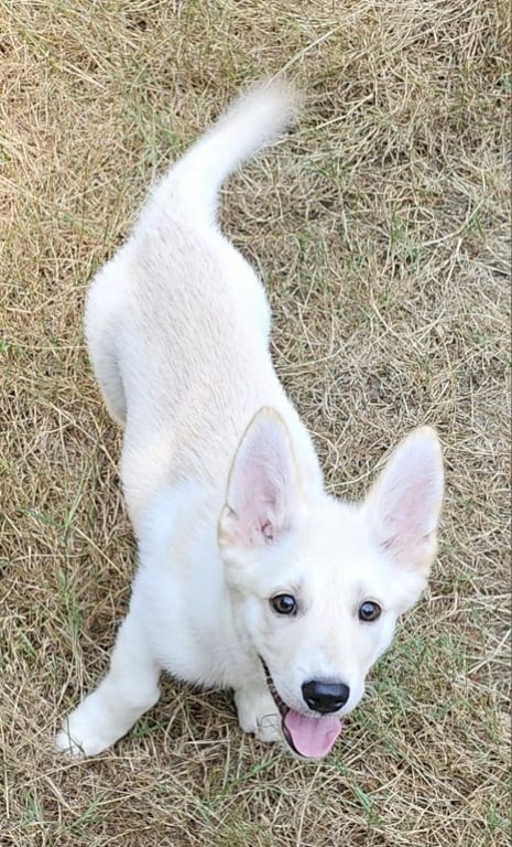 Louie Image