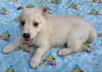 Louie - Photo 2