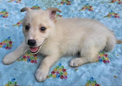 LOUIE - Terrier available for adoption