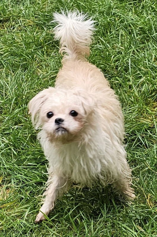 PARIS - Chihuahua / Shih Tzu available for adoption