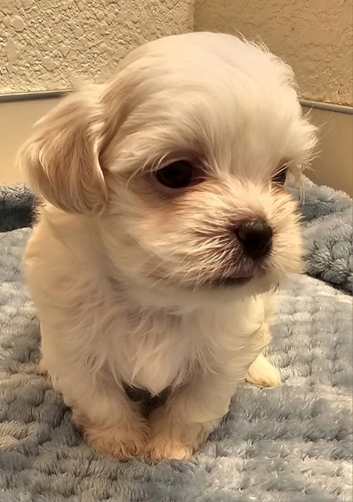 ELIJAH - Shih Tzu / Maltese available for adoption