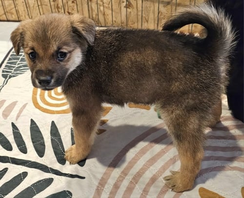 CHANNING - Terrier / Poodle (Miniature) available for adoption