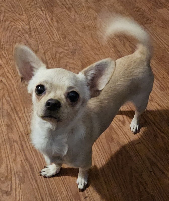 CALISTA - Chihuahua / Pug available for adoption
