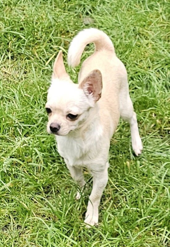 CALISTA - Chihuahua / Pug available for adoption