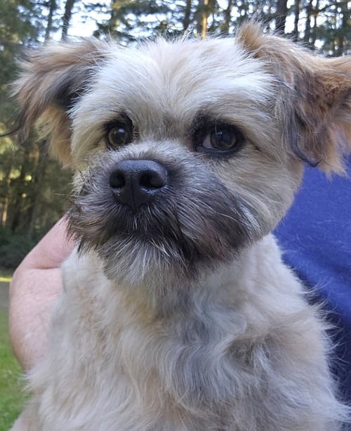 GILLIAN - Terrier available for adoption