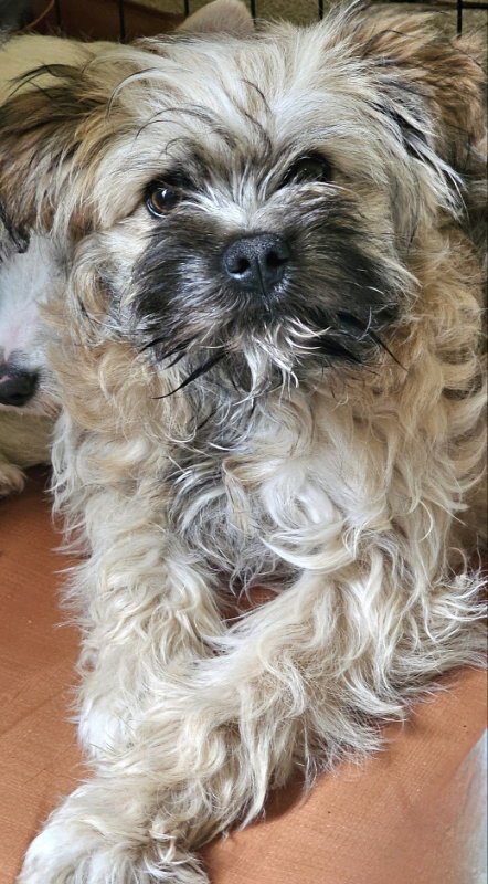 GILLIAN - Terrier available for adoption