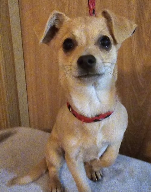 CARLY - Chihuahua available for adoption