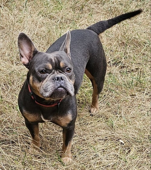 GIGI - French Bulldog / Staffordshire Bull Terrier available for adoption