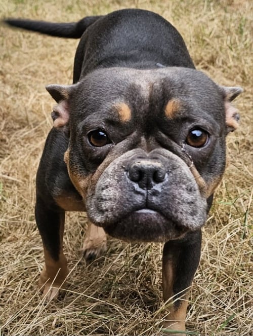 GIGI - French Bulldog / Staffordshire Bull Terrier available for adoption