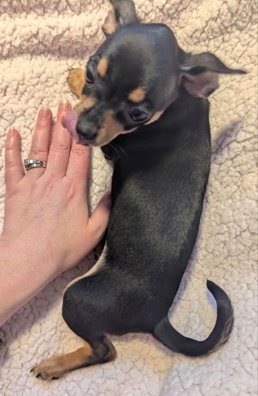 JOLIE - Jack Russell Terrier / Chihuahua available for adoption