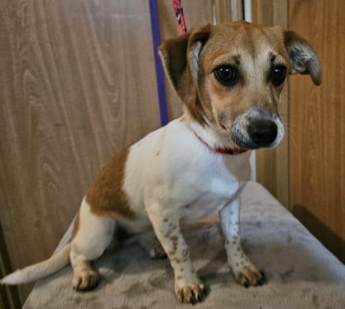 FRANCINE - Terrier / Chihuahua available for adoption