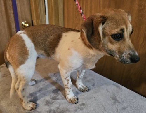 FRANCINE - Terrier / Chihuahua available for adoption