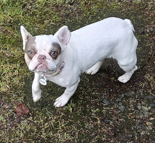 AUBREY - French Bulldog available for adoption