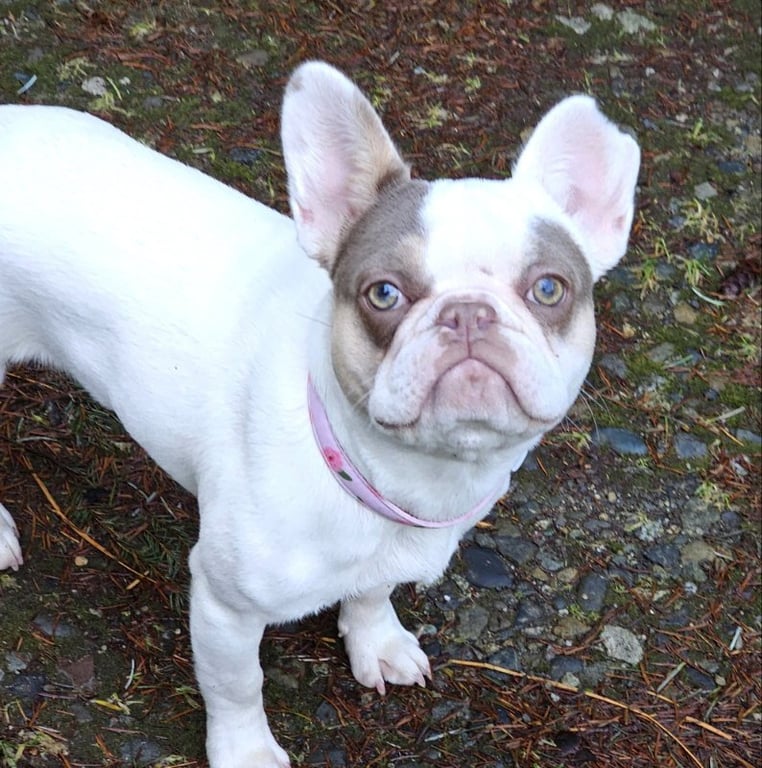 Aubrey Image