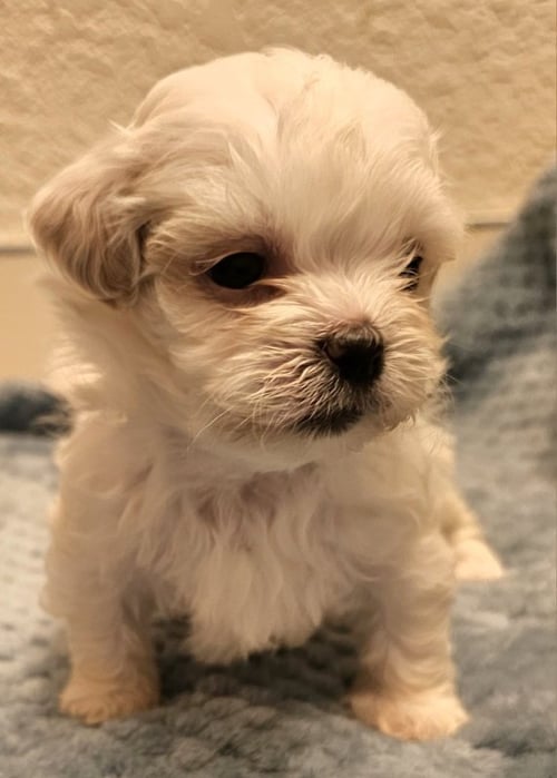 ELKE - Shih Tzu / Maltese available for adoption