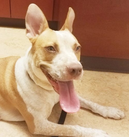 KONA - American Staffordshire Terrier / Australian Cattle Dog/Blue Heeler available for adoption