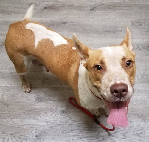 KONA - American Staffordshire Terrier / Australian Cattle Dog/Blue Heeler available for adoption