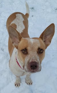 Kona - Photo 3