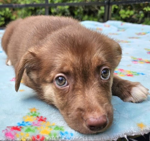 LIBBY - Terrier available for adoption