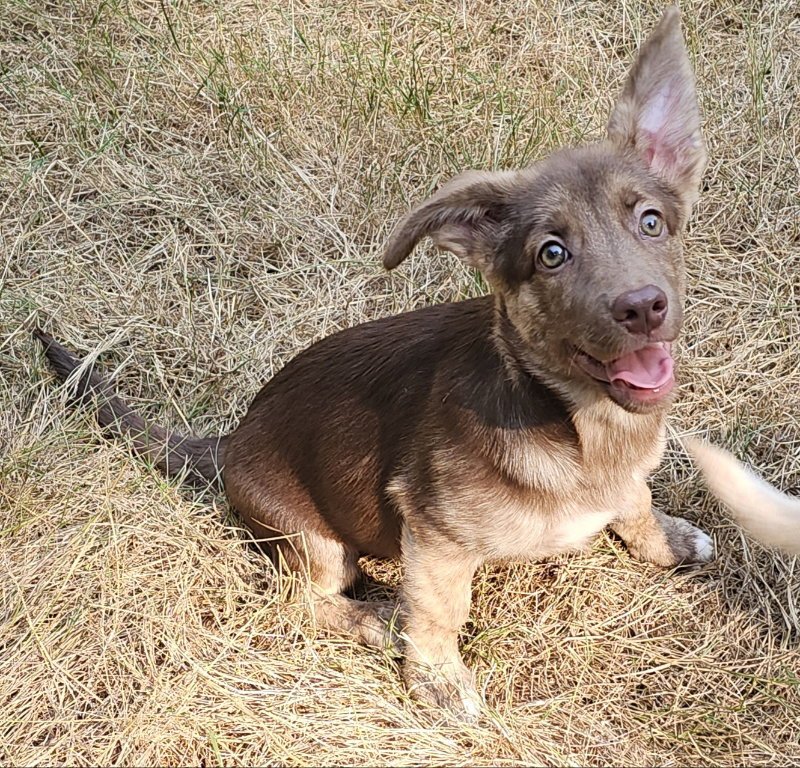 Libby Image