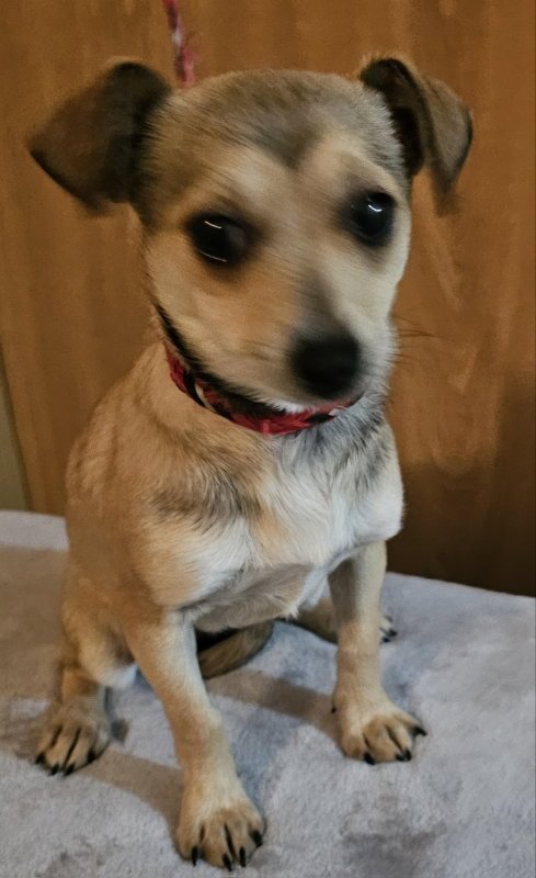 CAPRI - Chihuahua available for adoption