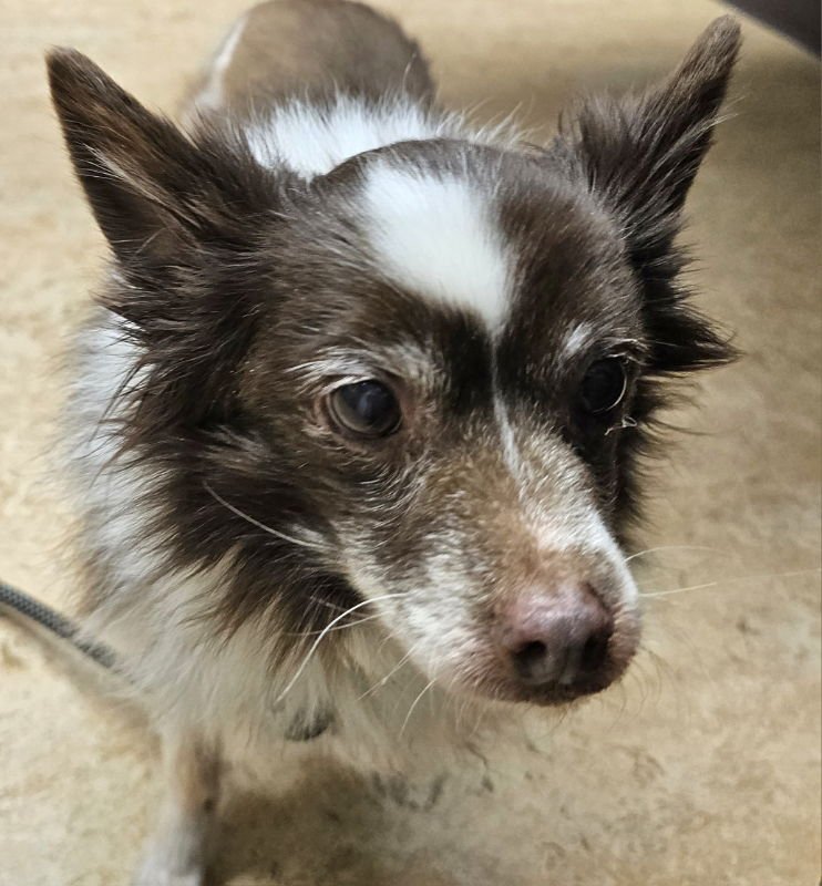 IZZY - Pomeranian / Papillon available for adoption